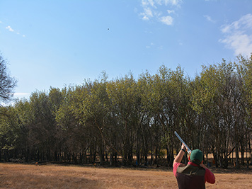 Shooter taking aim at a high clay over the treeline